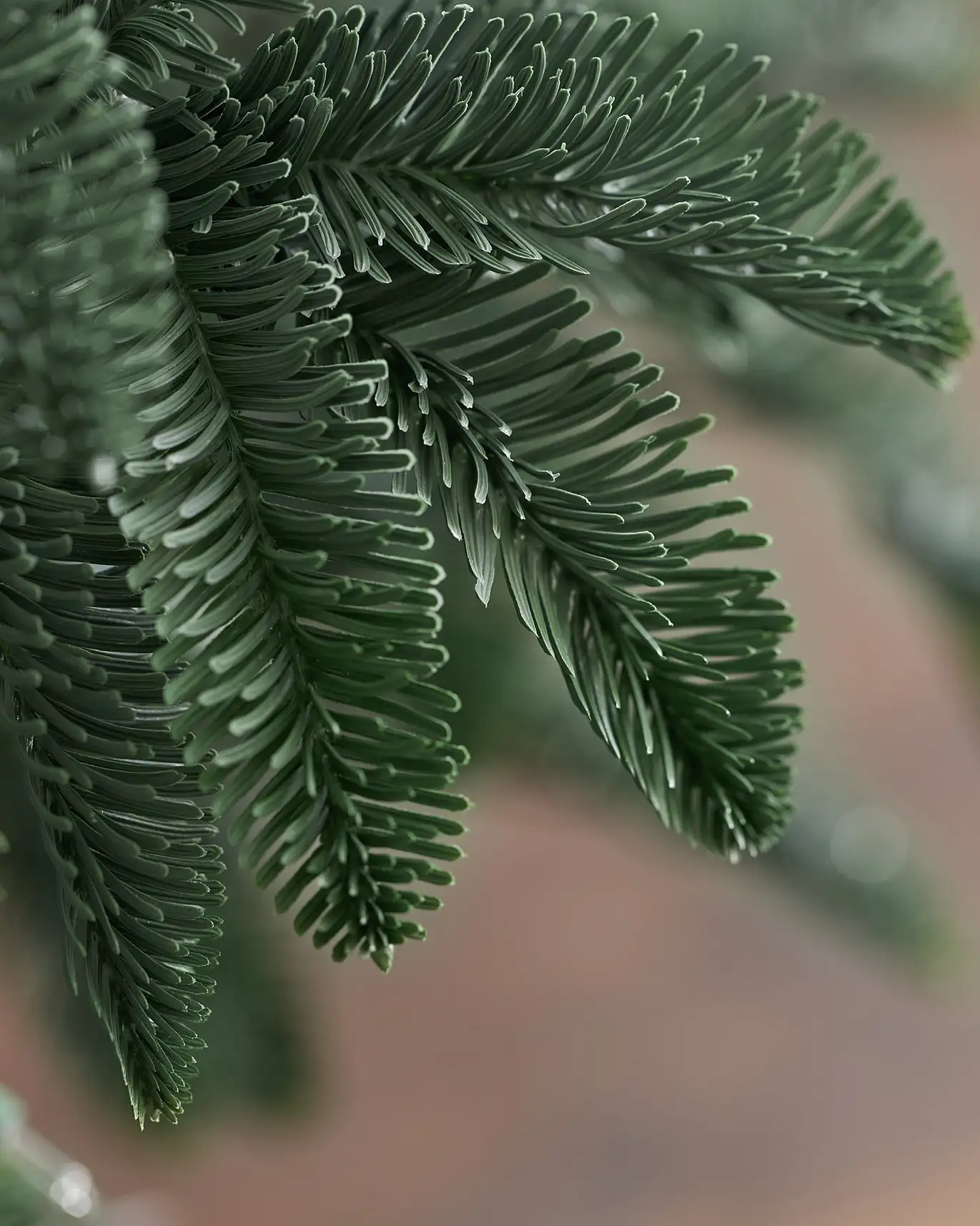 BH Noble Fir Narrow Tree