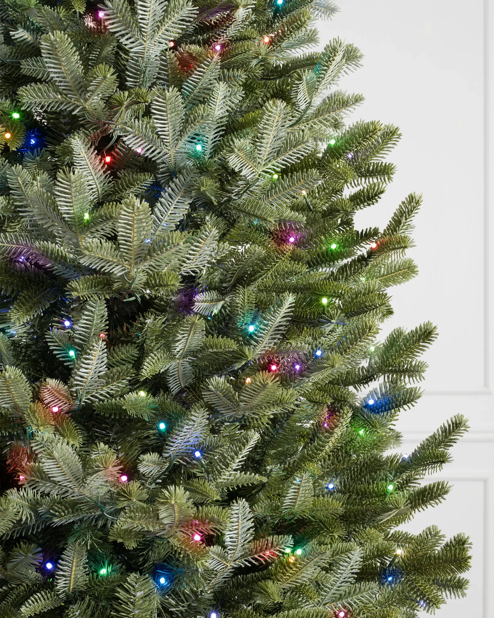 BH Fraser Fir Narrow Tree