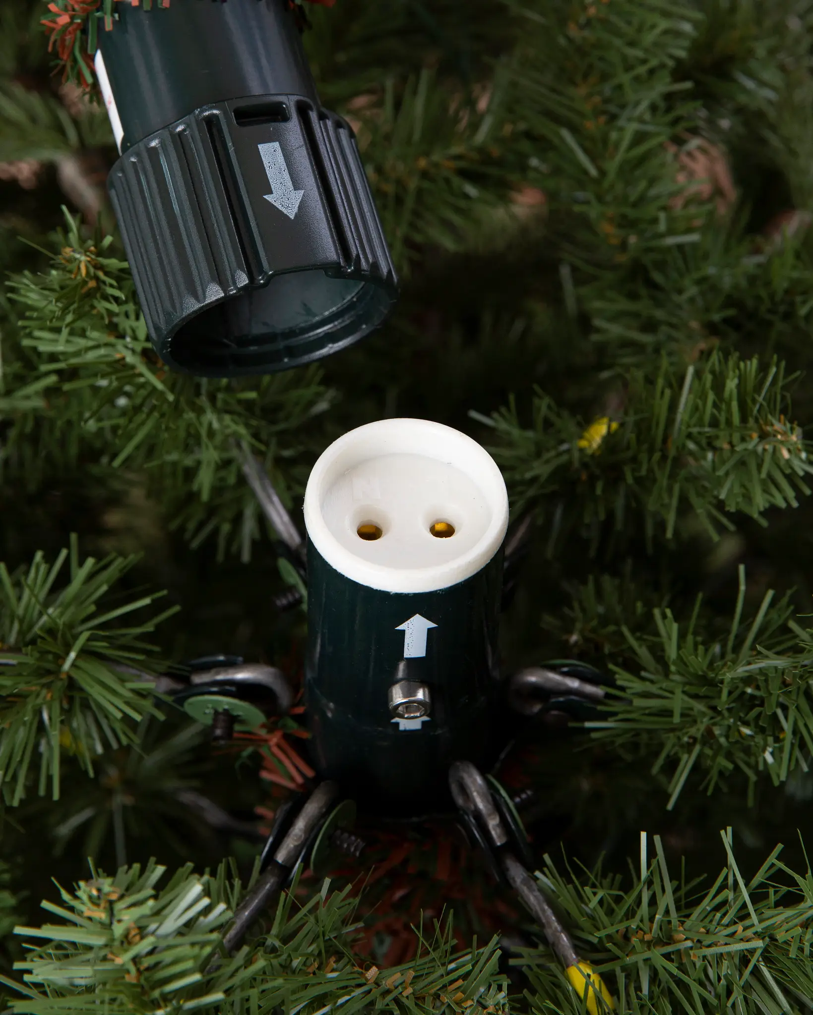 BH Fraser Fir Narrow Tree