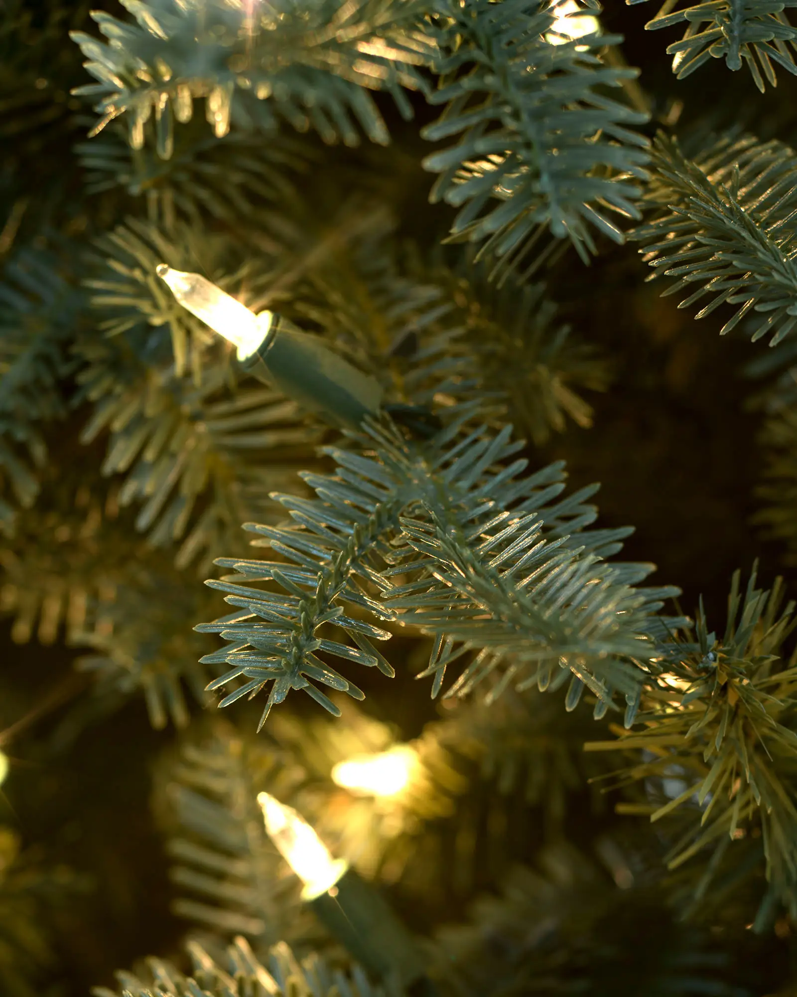 BH Balsam Fir Narrow Tree