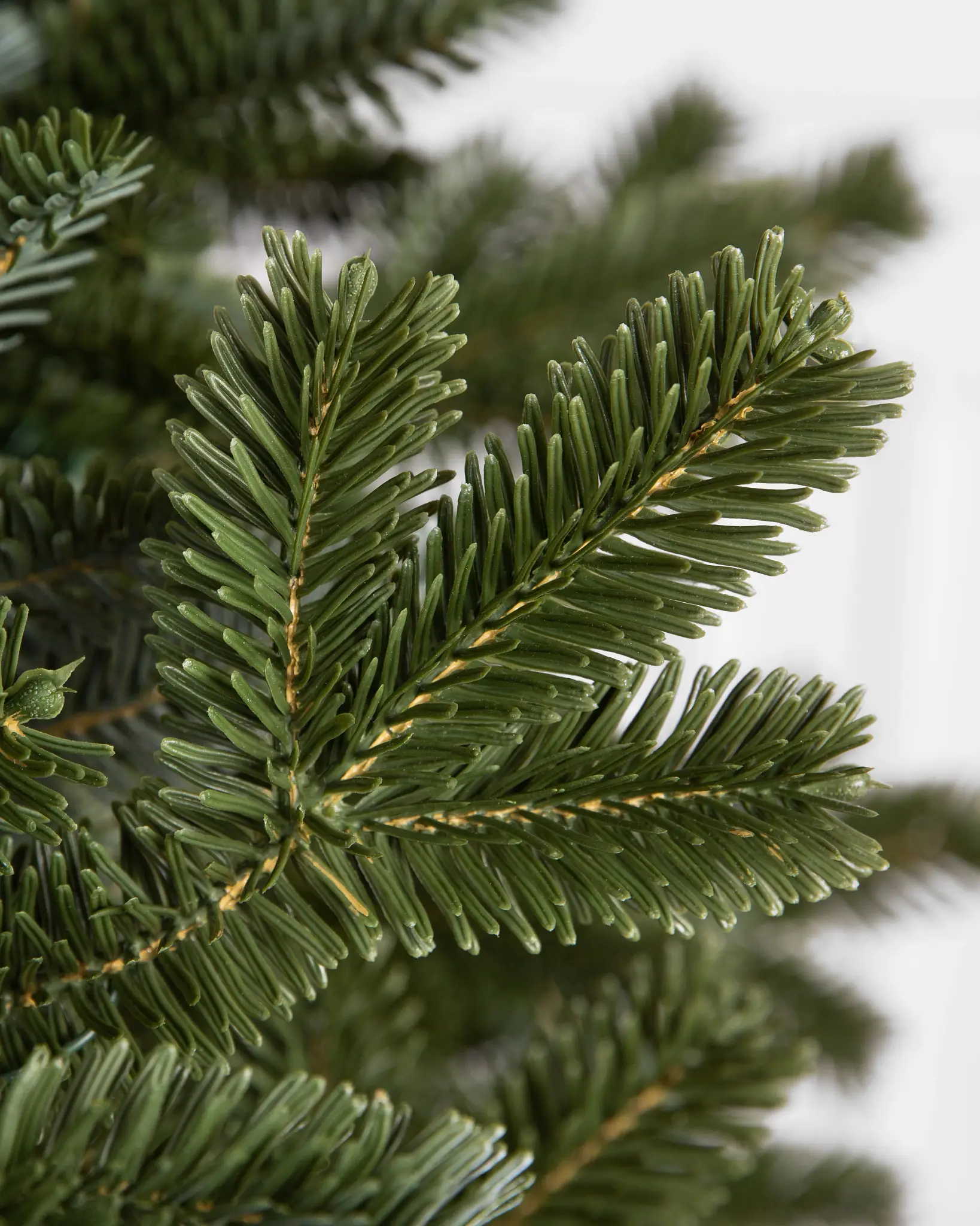 BH Fraser Fir Narrow Tree