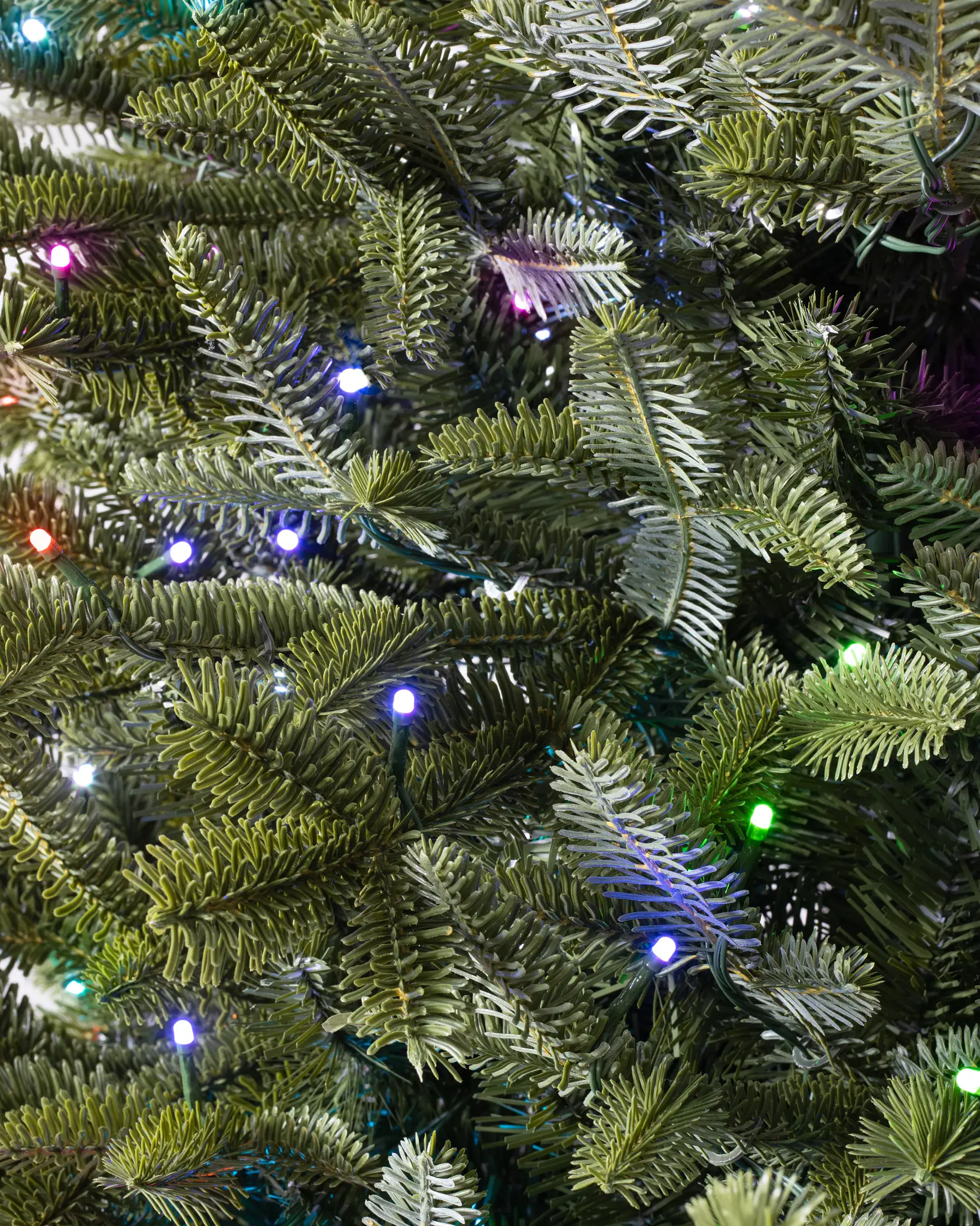 BH Fraser Fir Narrow Tree